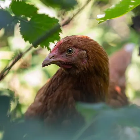 Loo Kodu&koeoek 게스트하우스 3*