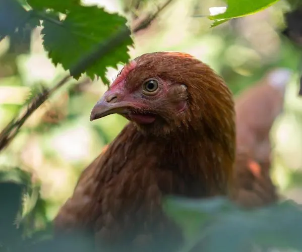 Loo Kodu&koeoek Pensionat 3*