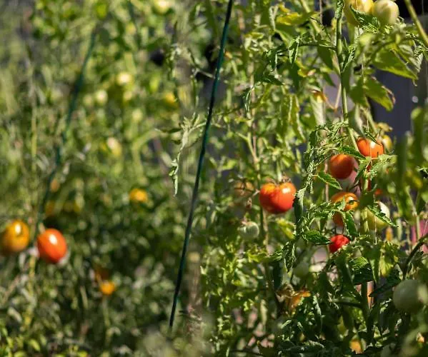 Pensionat Loo Kodu&koeoek 3*